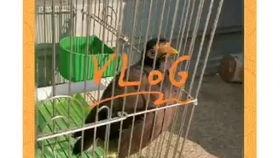 遛鸟大师娱乐吃瓜君,揭秘娱乐圈幕后趣闻